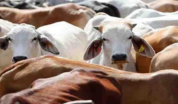 Government's gift in budget for cows in 2019 Budget