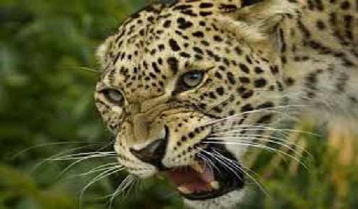 Leopard attacks suddenly on 8-year-old innocent child