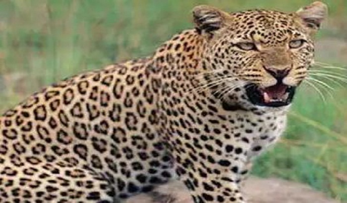 Leopard again attacked a young man in Sonbhadra