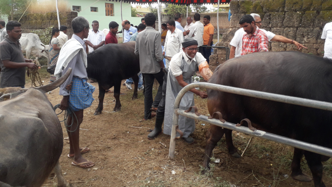 Animal Fair and Veterinary Camp