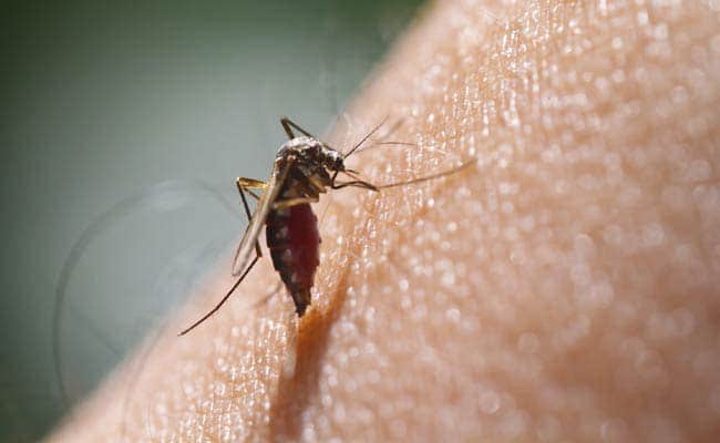 malaria dengue