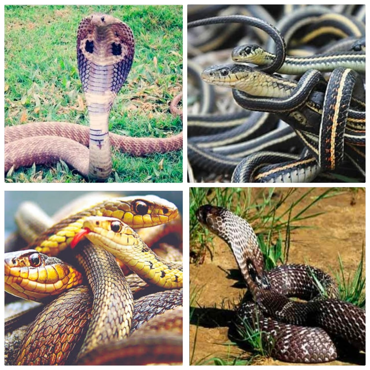 the-snakes-are-leaving-their-house-due-to-the-heat