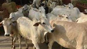 panchayat-assistant-will-count-cows-and-heifers-from-house-to-house