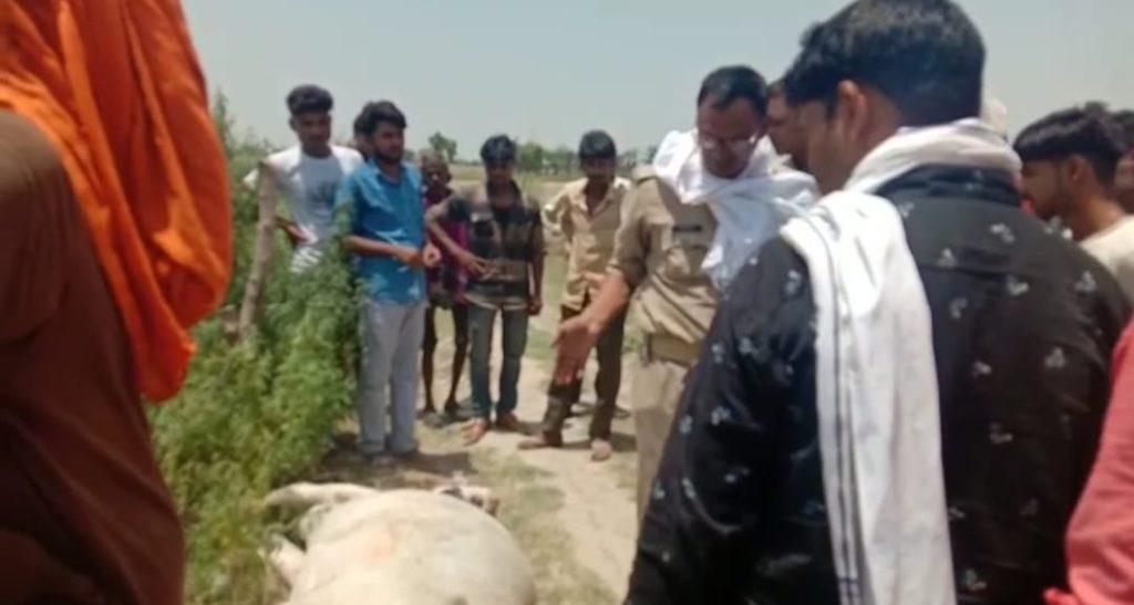 Cow killed
