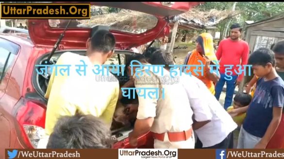 hardoi-the-deer-that-came-from-the-forest-was-injured-in-the-accident