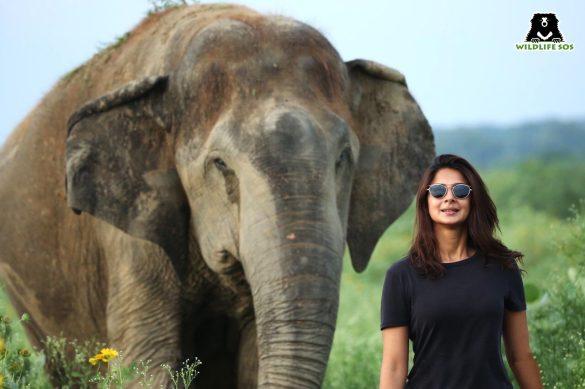 agra-actress-jennifer-winget-reached-elephant-conservation-center2
