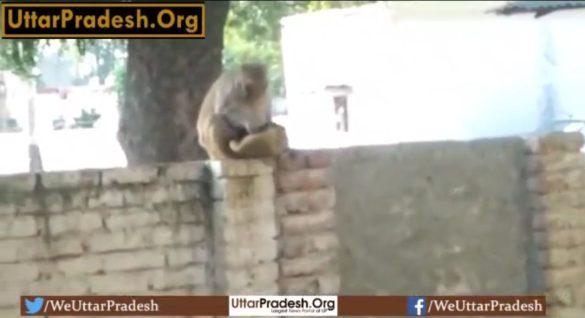 mischievous-monkey-ran-away-with-the-cap-of-police-constable