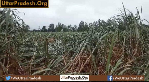 special-report-damage-due-to-rain-crops-falling