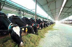 up-govt-will-give-a-big-gift-to-the-cattle-owners-and-milk-businessmen