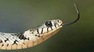 farmer-died-due-to-snake-bite-the-farmer-was-watering-the-field
