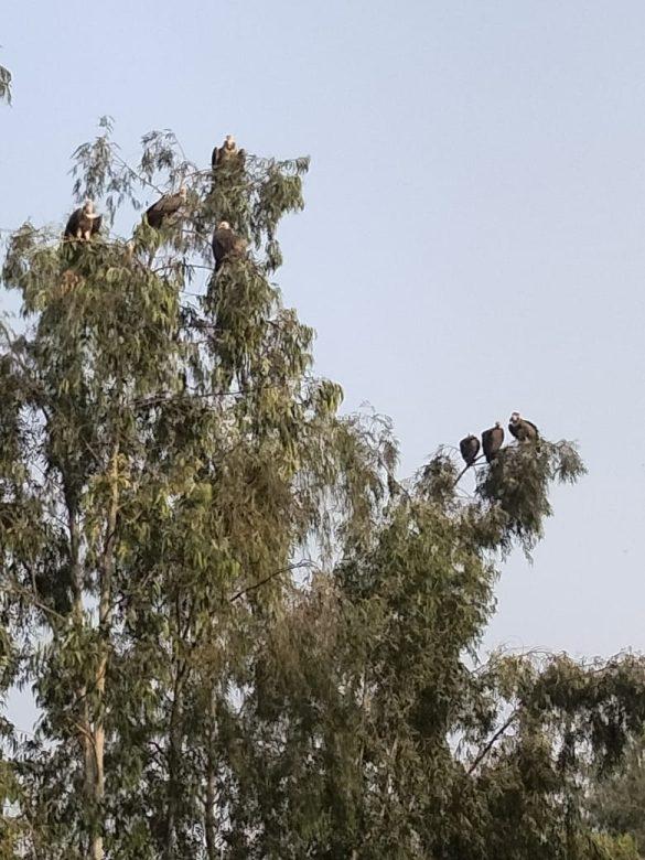a-flock-of-hundreds-of-vultures-seen-on-a-tree-in-hardoi