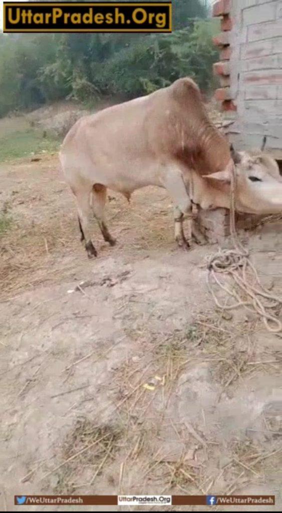 amethi-man-beats-cattles-with-sticks-video-goes-viral