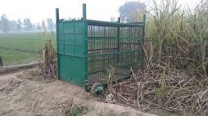 villager-got-trapped-in-a-cage-set-up-to-catch-a-leopard