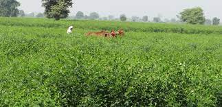 sowing-of-pulses-after-rabi-crop-increases-fertility-of-the-soil