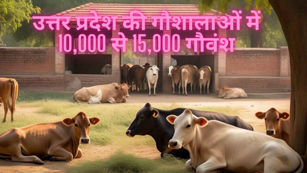 उत्तर प्रदेश के विभिन्न जिलों में कई गौशालाएँ हैं, जहाँ 10,000 से 15,000 गौवंशों [ 15000 Cows in Gaushala ] की संख्या दर्ज की गई है।