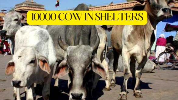 gaushala having cows between 5000 and 10000 in the districts of uttar pradesh ( upto 10000 Cow In Shelters )