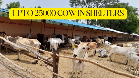 उत्तर प्रदेश की गौशाला : 20,000 से 25,000 गौवंश क्षमता वाली गौशालाएँ 25000 cows capacity